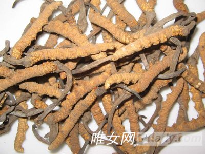 冬虫夏草有哪些功效与作用及食用方法