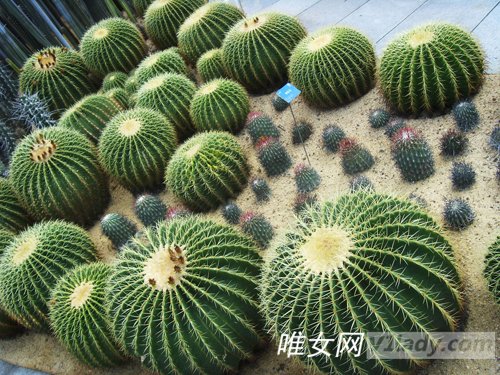 推荐一些夏季的一些瘦身食谱